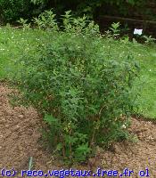 Hypericum hoockerianum 'Hidcote'