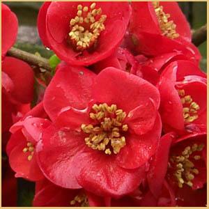 Chaenomeles japonica 