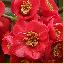 Chaenomeles japonica 