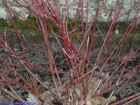 Cornus alba 'Elegantissima'