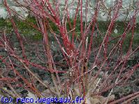 Cornus alba 'Elegantissima'