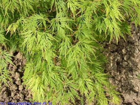 Acer palmatum 'Dissectum'