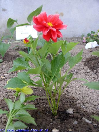 Dahlia x hortensis 'Gallery art'