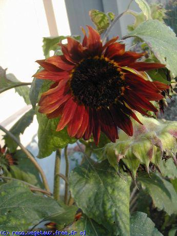 Helianthus annus 'Prado red'