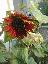 Helianthus annus 'Prado red'