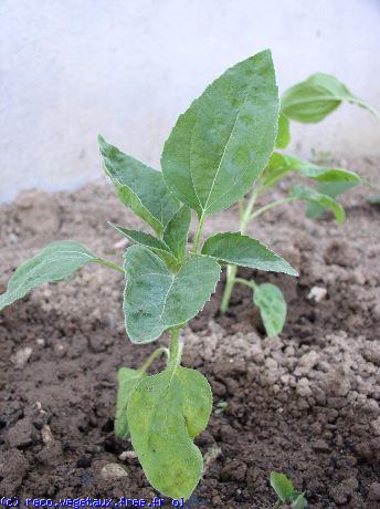 Helianthus annus 'Musicbox'