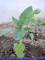 Helianthus annus 'Musicbox'