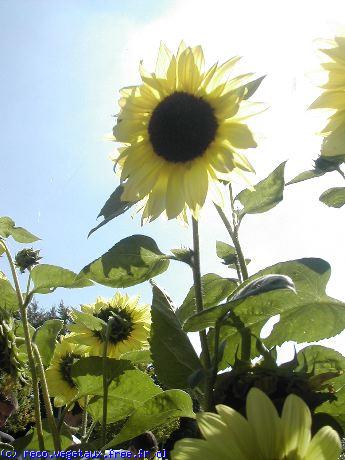 Helianthus annus 'Valentin'