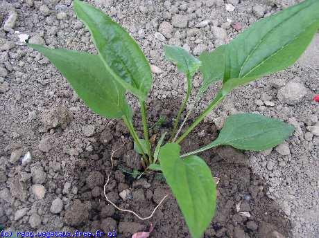 Rudbeckia hirta 'Primadonna'