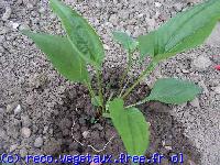 Rudbeckia hirta 'Primadonna'