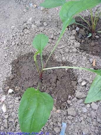 Rudbeckia hirta 'Marmelade'