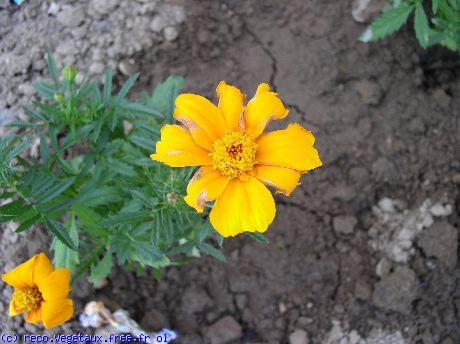 Tagetes patula 'Disco'