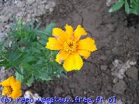 Tagetes patula 'Disco'