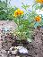 Tagetes patula 'Disco'