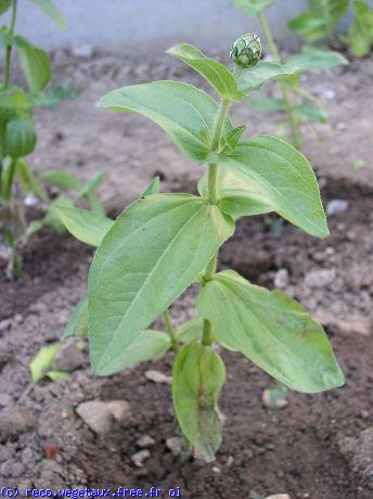 Zinnia elegans 'Envy'