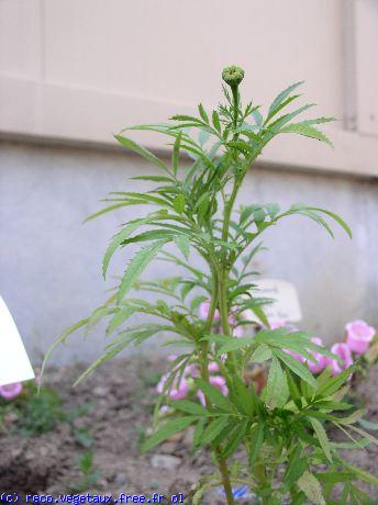 Tagetes erecta 'Elevee soveriegn'