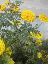 Tagetes erecta 'Elevee soveriegn'