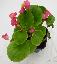 Begonia x semperflorens 