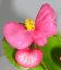 Begonia x semperflorens 