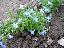 Lobelia  erinus 'Horizon bleu ciel'