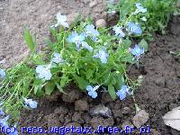 Lobelia  erinus 'Horizon bleu ciel'