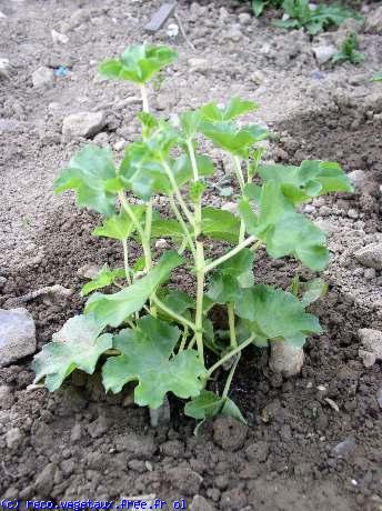 Pelargonium x hederaefolium 