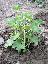 Pelargonium x hederaefolium 