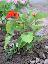 Salvia splendens 'Ryco'