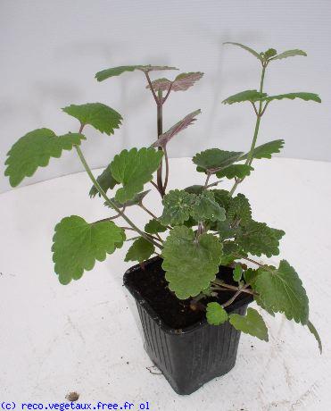 Agastache cana 'Heater queen'