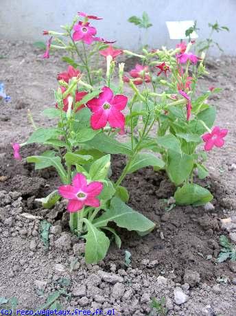 Nicotiana  affinis 'Saratoga'
