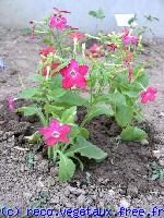 Nicotiana  affinis 'Saratoga'