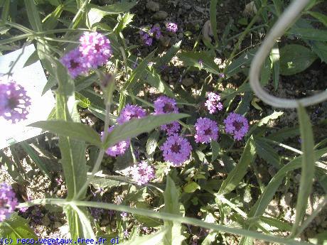 Verbena venosa 