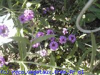 Verbena venosa 