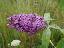 Buddleja davidii 