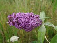Buddleja davidii 