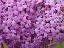 Buddleja davidii 
