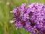 Buddleja davidii 