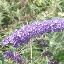 Buddleja davidii 
