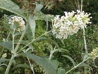 Buddleja davidii 'White profusion'