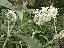 Buddleja davidii 'White profusion'