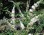 Buddleja davidii 'White profusion'