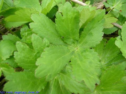 Astrantia major 