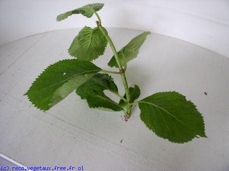 Hydrangea macrophylla 