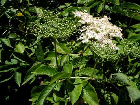 Sambucus nigra 