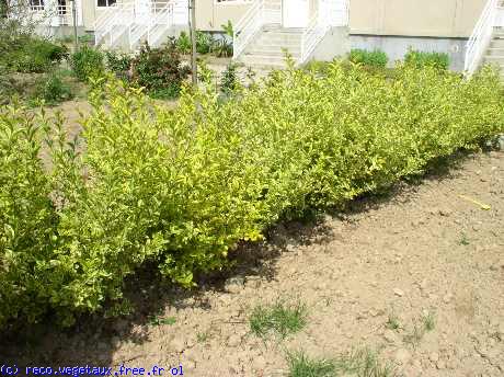 Ligustrum ovalifolium 'Aureum'