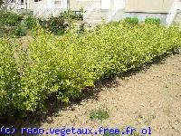 Ligustrum ovalifolium 'Aureum'
