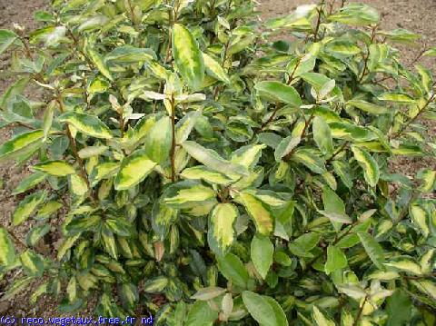 Elaeagnus pungens 'Maculata'