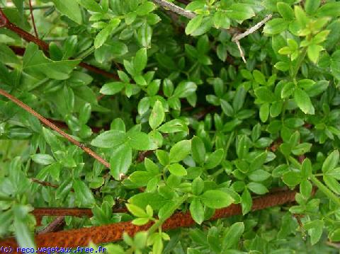 Jasminum nudiflorum 