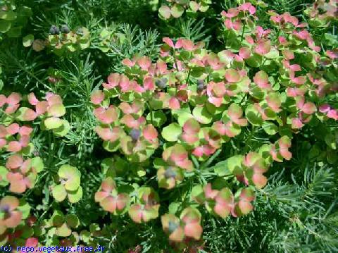 Euphorbia cyparissias 