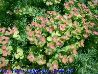 Euphorbia cyparissias 